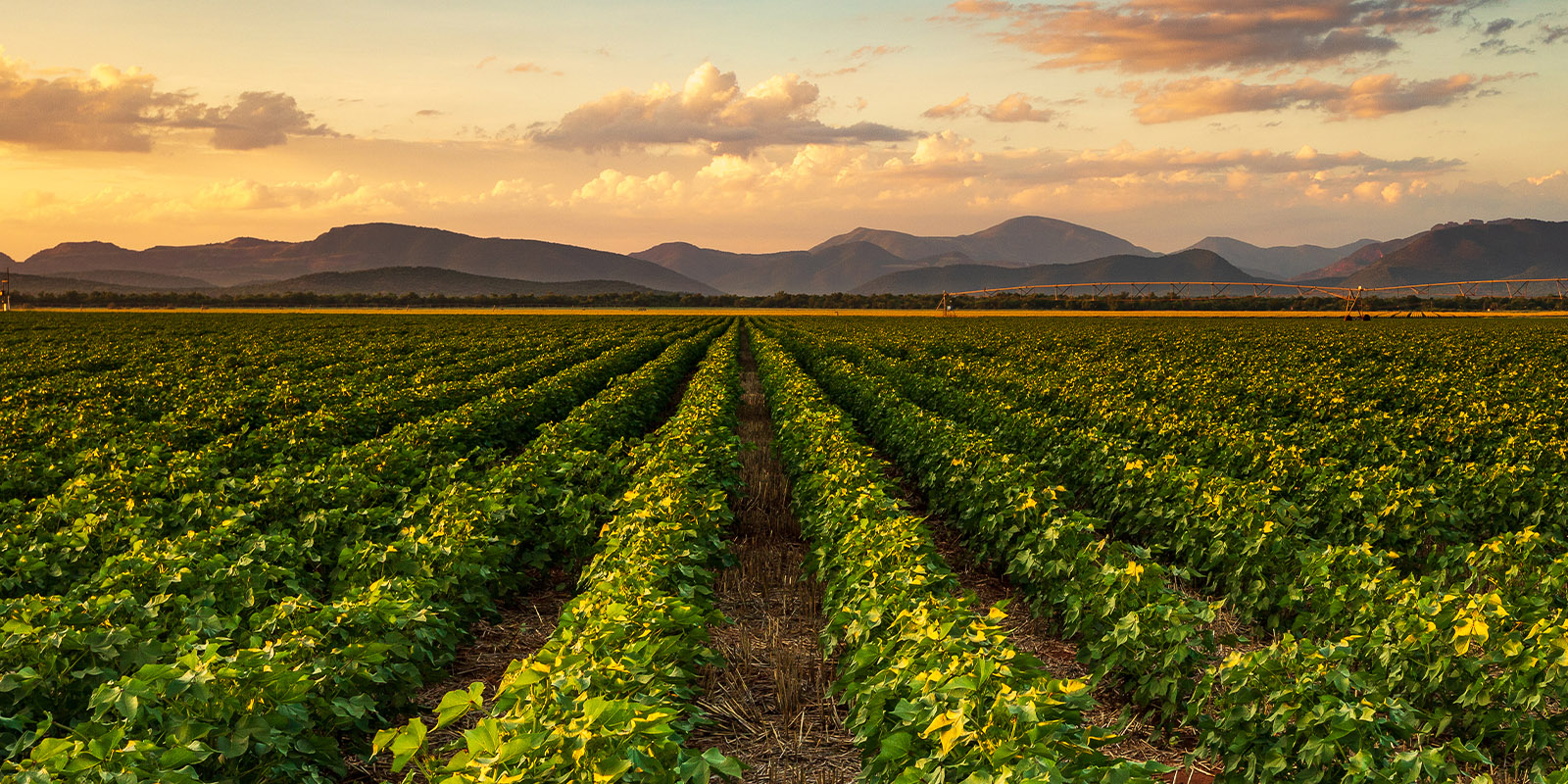 Farm field at sunset